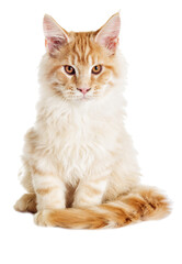 Cat looks, Maine Coon breed