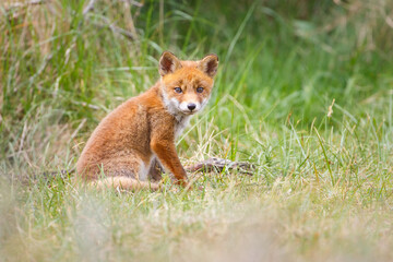 red fox cub