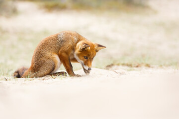 red fox cub