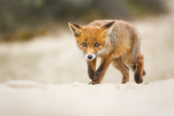 red fox cub