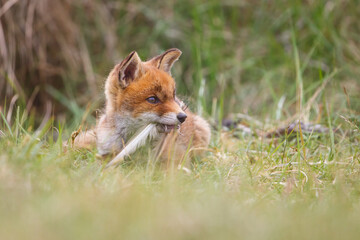 red fox cub