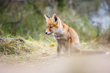 Fototapeta premium red fox cub
