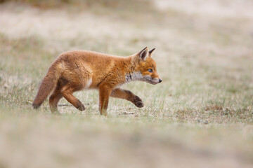 red fox cub