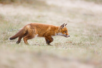 Fototapeta premium red fox cub