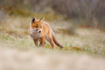 red fox cub