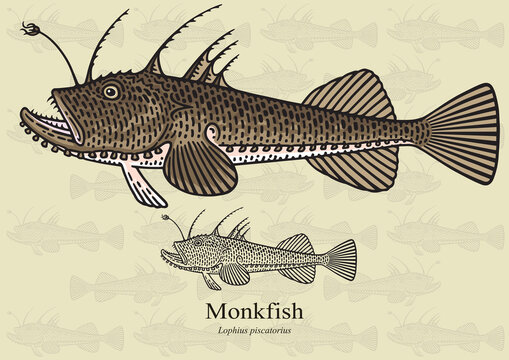 Monkfish, Anglerfish. Vector illustration for artwork in small sizes. Suitable for graphic and packaging design, educational examples, web, etc.