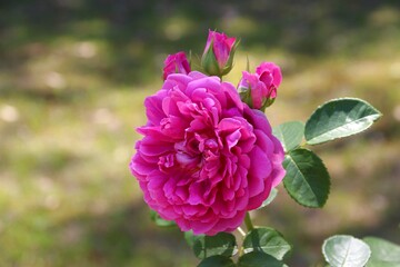 色鮮やかな薔薇 