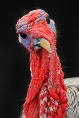 turkey © fotomaster