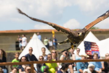 steppe eagle flying, falconry, Slovakia