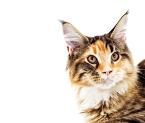 Fototapeta na wymiar Cat looks, Maine Coon breed