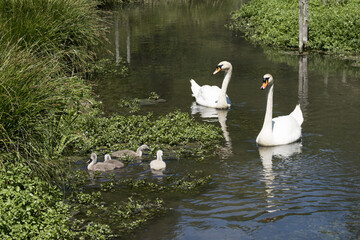 Schwanenfamilie