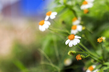 Closeup of grass flower with soft-focus and over light in the background
