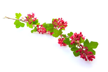 Blood currant flowers isolated on white.