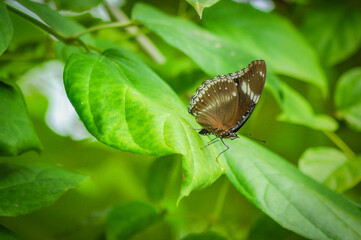 Closeup butterfly on green tree