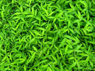 top view of nature green grass background with water drops