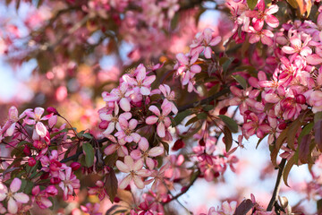 Fototapeta na wymiar Flowering Crabapple tree in the spring 