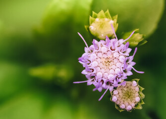 Close up Siam weed, Chromolaena odorata.