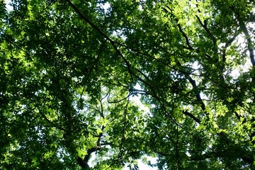 Fototapeta na wymiar 新緑の雑木林