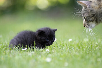 Katzen Baby