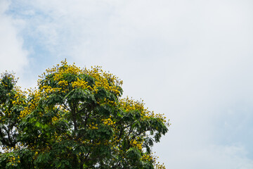Beautiful yellow flowers
