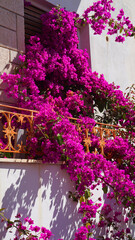 Purple flowers in Port of Peiraeus, Attica, Greece
