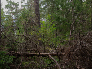 Fallen tree in deep forest