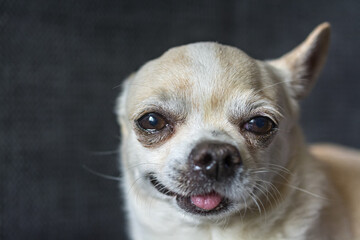 Chihuahua portrait on a dark background 