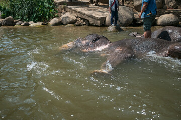 Elephants swimming in the river