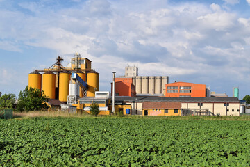Two silos and young sunflower field in springtime