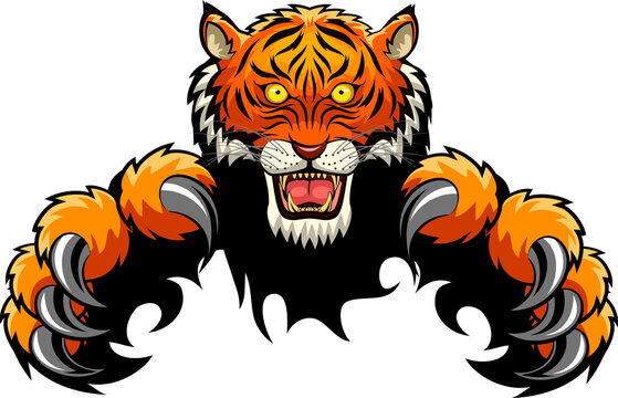 Tiger Attack Concept. Vector illustration