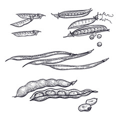 Beans set. Peas and variety of beans isolated black print on white background. Vintage engraving. Vector illustration art. Hand drawing of food.  Kitchen design for decoration recipes, menus, markets