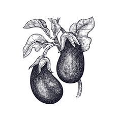 Eggplant. Hand drawing of vegetable. Vector art illustration. Isolated image of black ink on white background. Vintage engraving. Kitchen design for decoration recipes, menus, sign shops, markets.