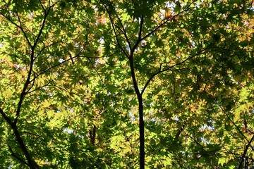 新緑の雑木林