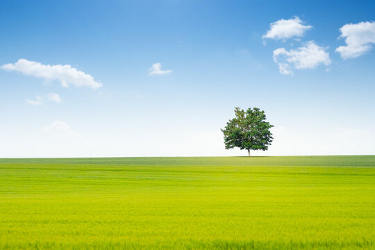 campagne champ arbre printemps ciel bleu repos calme paysage nature vert horizon