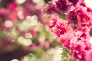 Fototapeta na wymiar Blurred pink paper flower background
