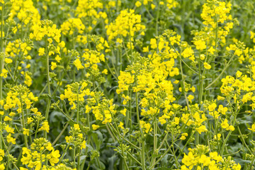 field of rapeseed closeup