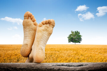 vacances repos campagne calme sieste dormir tranquilité tranquille se reposer dormir champ arbre...