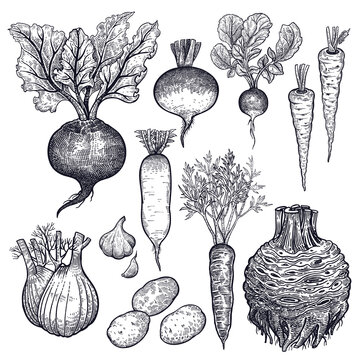 Vegetables celery, potatoes, fennel, turnip, parsnip, carrot, radish, beet, garlic. Hand drawing.  Vector art illustration. Black and white. Isolated roots. Vintage engraving. Kitchen design.