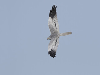 Montagus harrier (Circus pygargus)