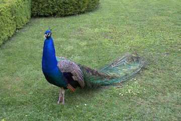Fototapeta premium A peacock in the garden