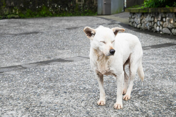Fototapeta premium A white dog close his eyes