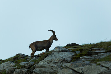 silhouette of natural alpine ibex standing in mountains