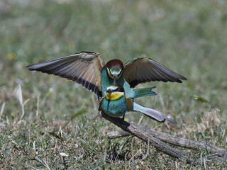 European bee-eater (Merops apiaster)