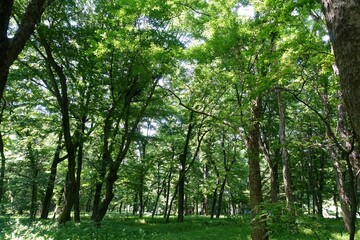 Fototapeta premium 新緑の森