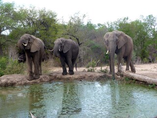 Fototapeta premium Trois éléphants au point d'eau 