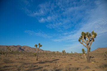 Desert of Joshua Tree National Park, California with trees - 157524981