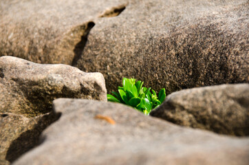small plant on the raining forrest