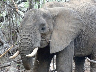 Éléphant qui mange une branche