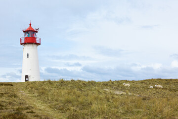 Fototapeta na wymiar List-West Lighthouse, Sylt, and sheep in the dunes