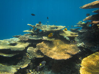Naklejka na ściany i meble 離島宮古島の珊瑚